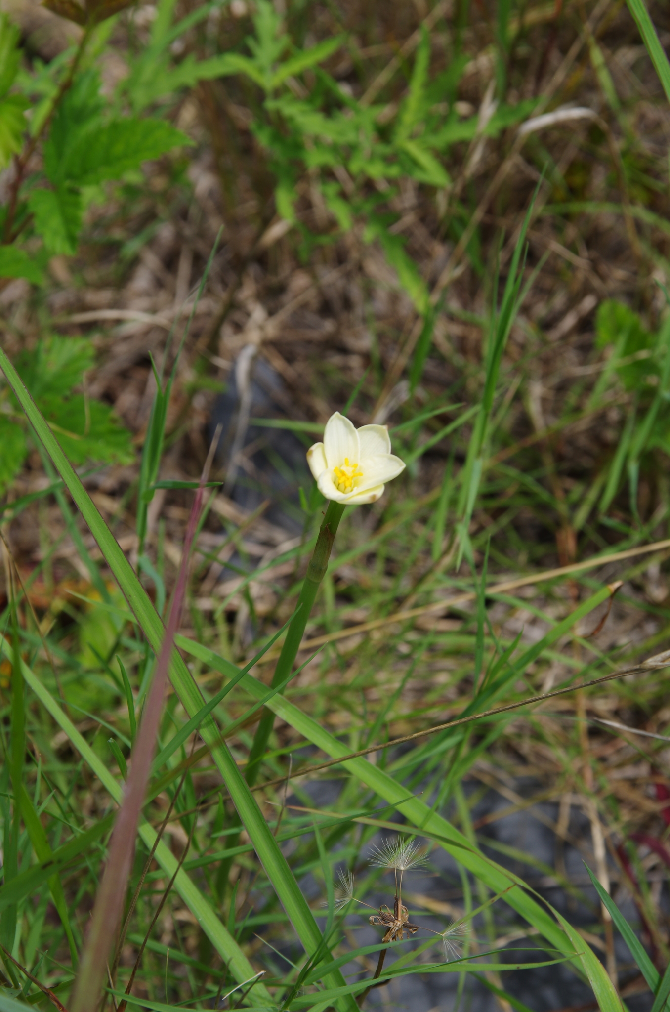 Zephyranthes jonesii