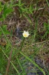 Zephyranthes jonesii