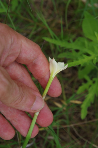 Zephyranthes jonesii, photograph 2