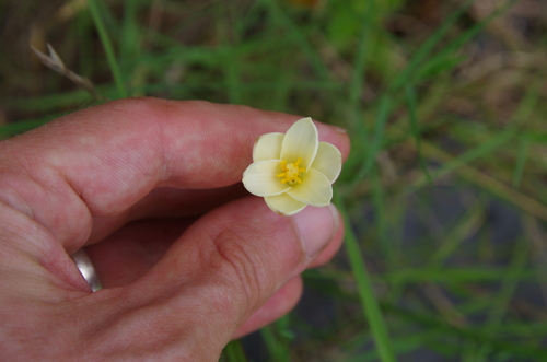 Image of Zephyranthes jonesii by (c) Eric Knight, some rights reserved (CC BY)