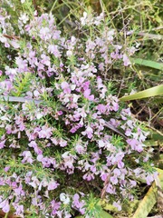 Indigofera sulcata