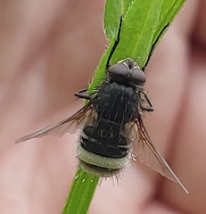 Entomophthoraceae