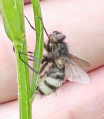 Entomophthoraceae