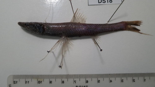 Representative image of Bathypterois dubius