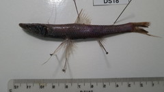 Spiderfish photo 1