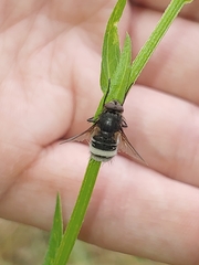 Entomophthoraceae