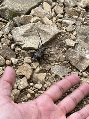 Lamiomimus gottschei