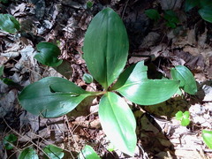 Clintonia borealis