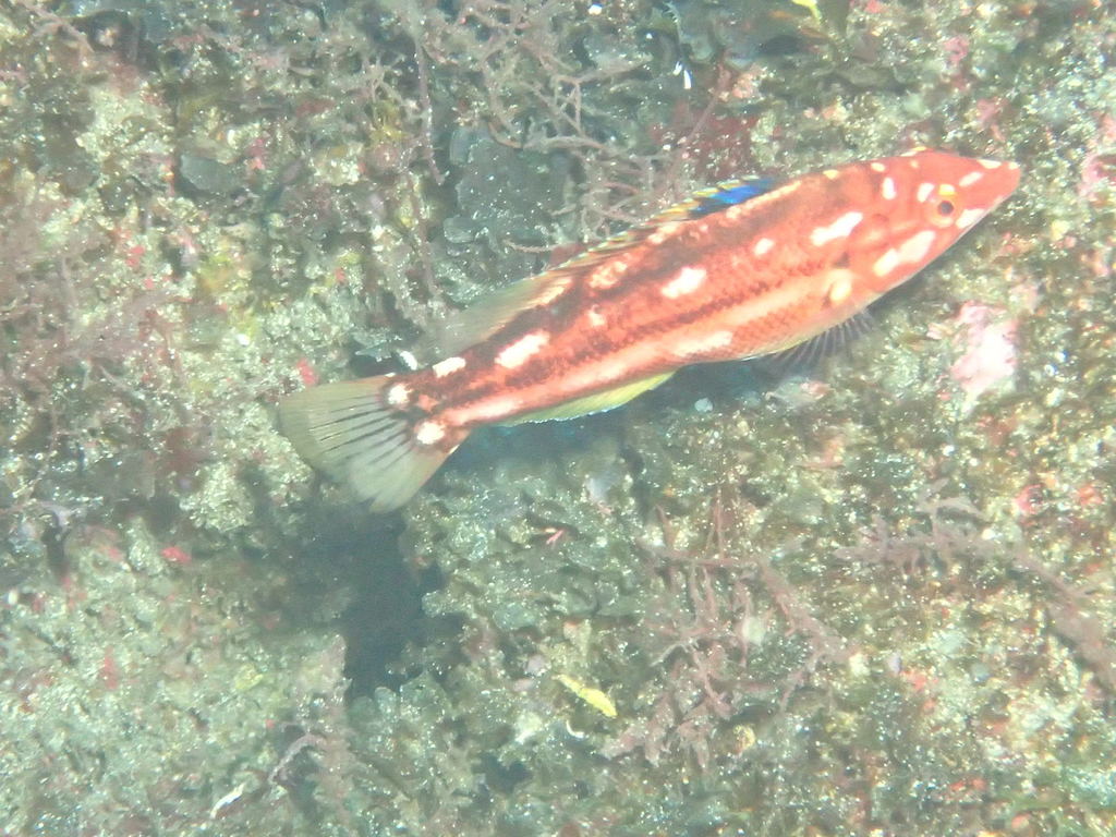 Barred Hogfish