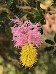 Dichrostachys spicata