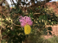 Dichrostachys spicata