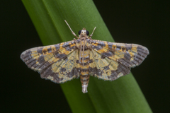 Eurrhyparodes tricoloralis
