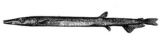 White Barracudina photo 4