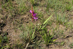 Watsonia lepida