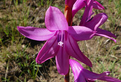 Watsonia lepida