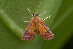 Ambia decoralis