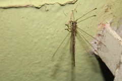 Ascaloptynx appendiculata