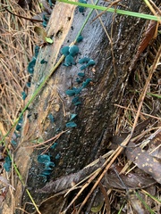 Chlorociboriaceae