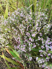 Indigofera sulcata