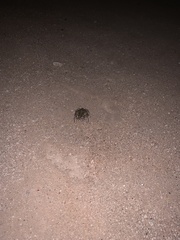 Incilius mazatlanensis