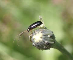 Luperus longicornis