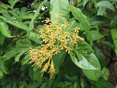 Tarenna fragrans