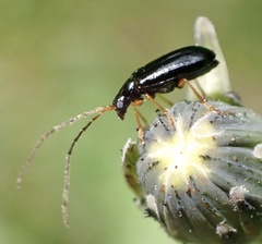 Luperus longicornis