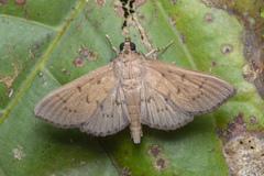 Phostria