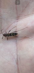 Neoclytus acuminatus