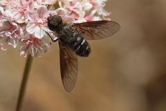 Chrysanthrax vanus