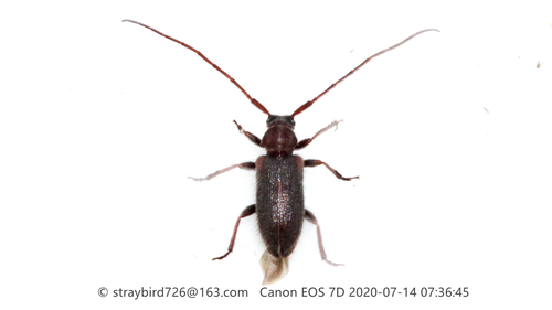 Exocentrus ulmicola
