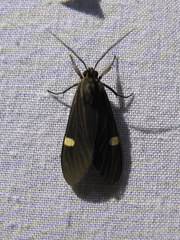 Aclytia