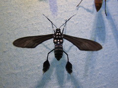 Horama plumipes