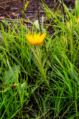 Berkheya insignis