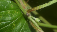 Cardipennis shaowuensis