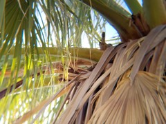 Campylorhynchus brunneicapillus