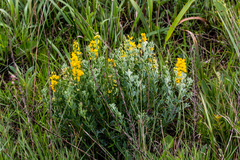 Crotalaria globifera