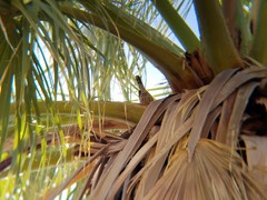 Campylorhynchus brunneicapillus