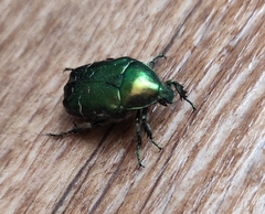 Cetonia aurata