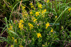Crotalaria globifera