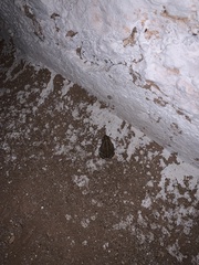 Incilius mazatlanensis