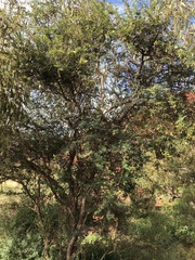 Dichrostachys spicata