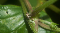 Cardipennis shaowuensis