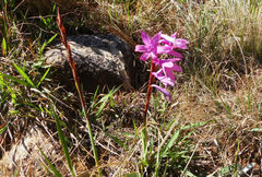 Watsonia lepida