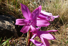 Watsonia lepida