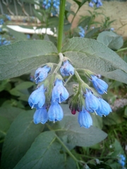 Symphytum caucasicum
