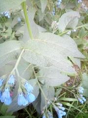 Symphytum caucasicum