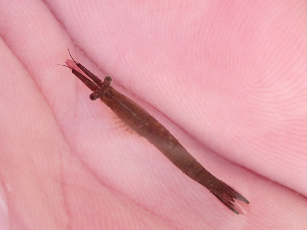 Praunus neglectus