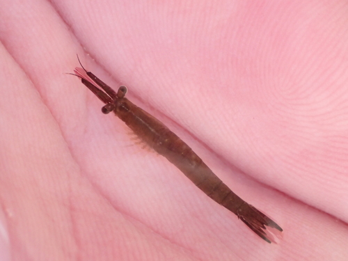 Praunus neglectus