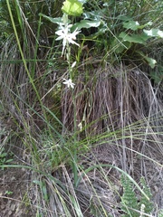 Trihesperus glaucus